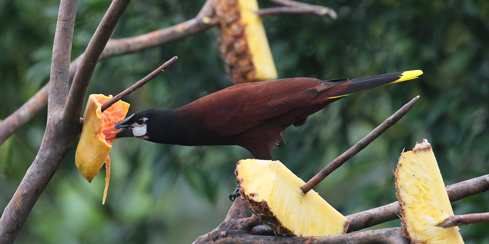 Montezuma Oropendola